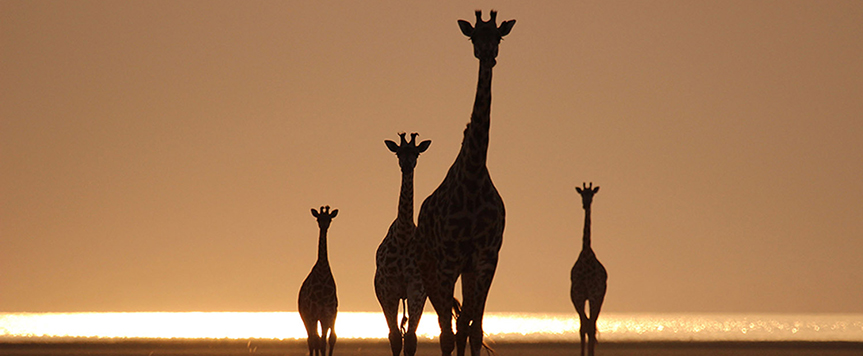 Giraffes à Manyara